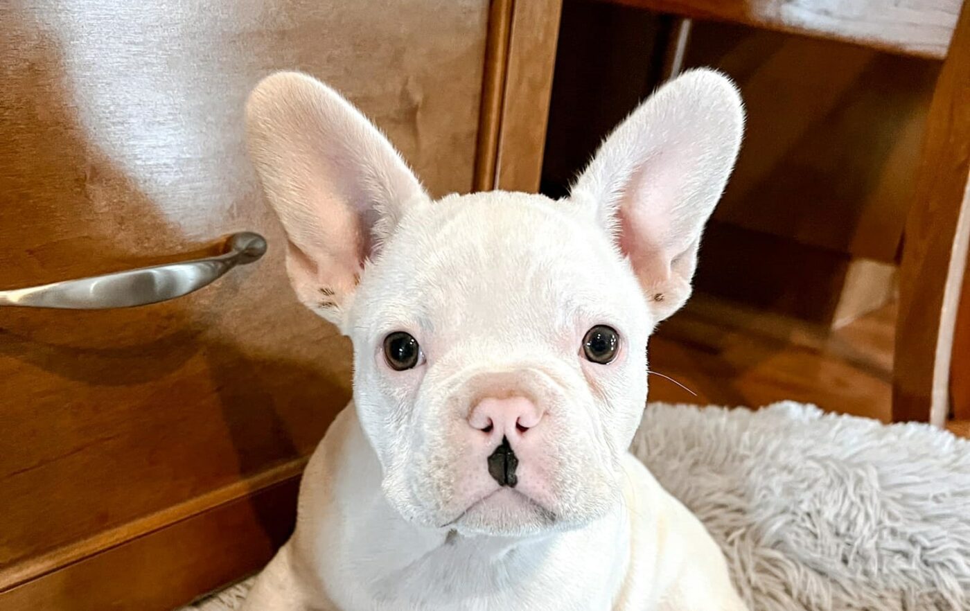 When Do Hyper French Bulldogs Calm Down 11 Tips and Ways