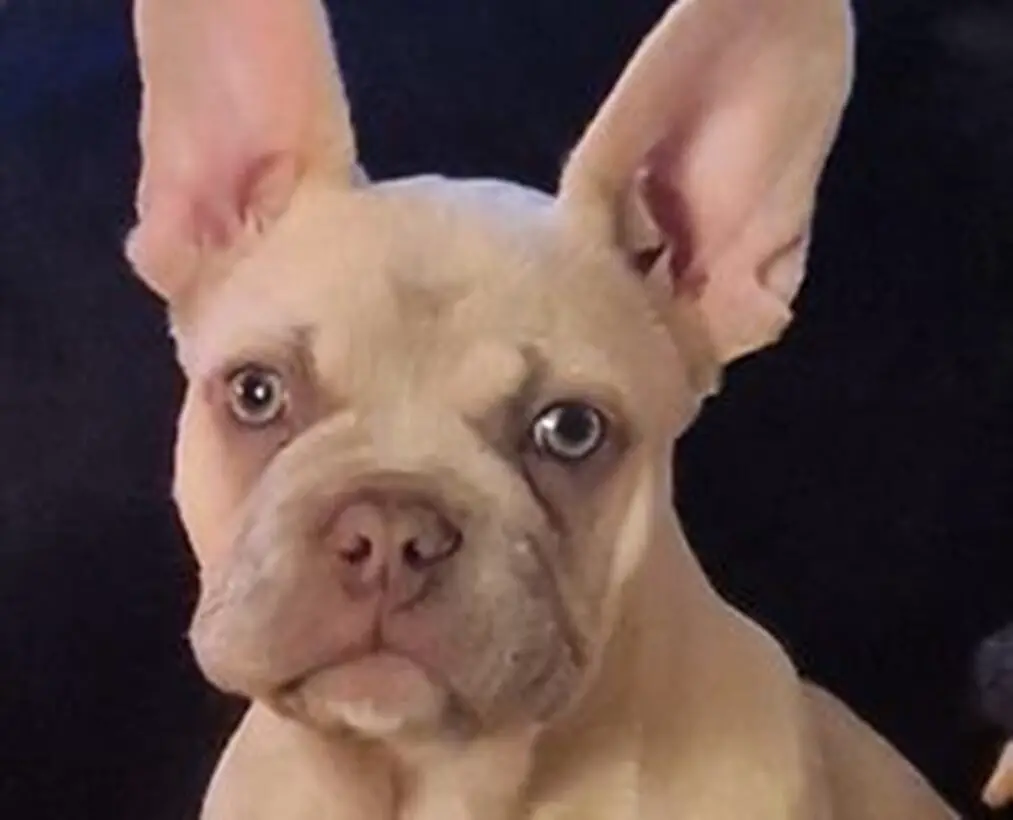 When Do Hyper French Bulldogs Calm Down 11 Tips and Ways