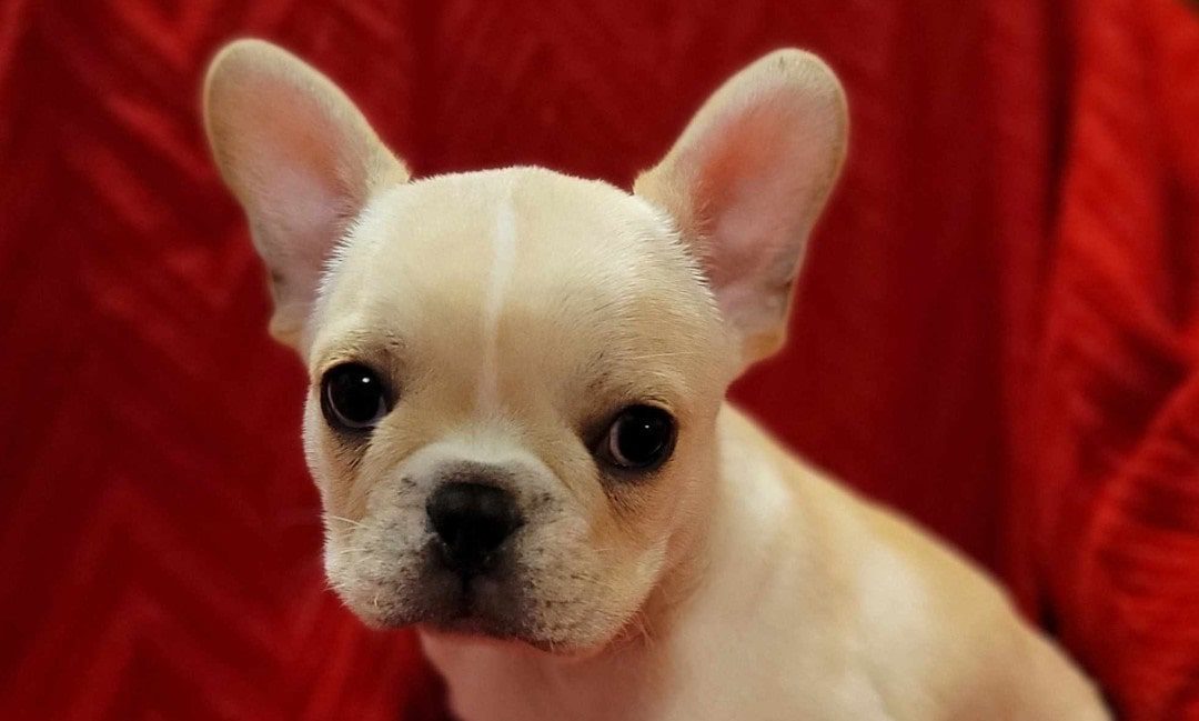 When Do Hyper French Bulldogs Calm Down 11 Tips and Ways