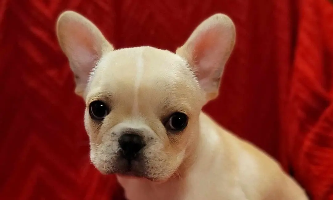 When Do Hyper French Bulldogs Calm Down? 11 Tips and Ways