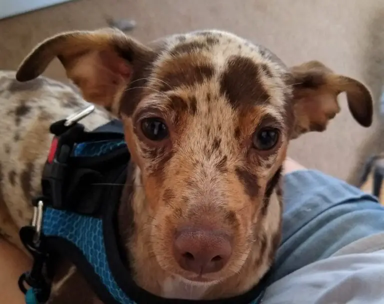 Is Xyzal Safe For Dogs With Allergies? (Answered!)