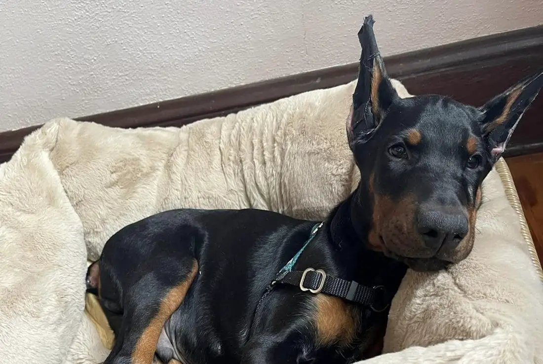 Why Does My Dog Move From Spot To Spot While Sleeping