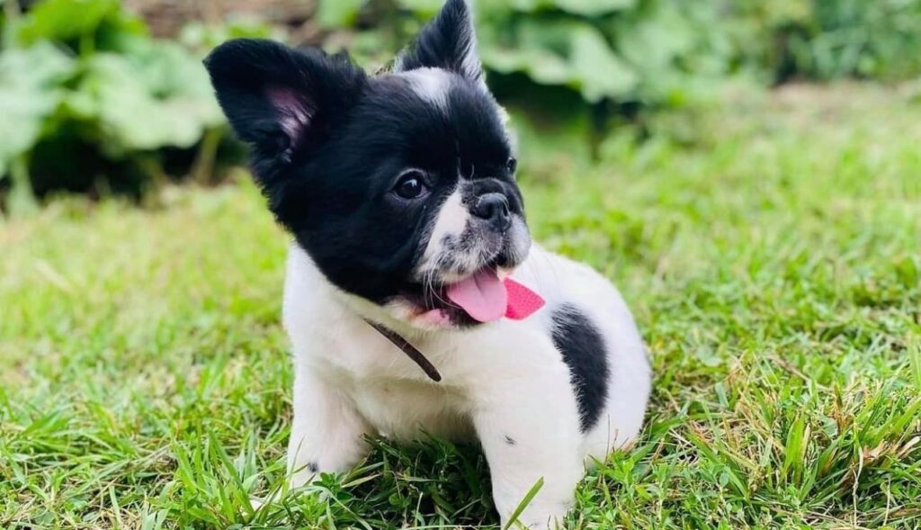 Why French Bulldog Puppy Has Diarrhea - Causes and Solutions