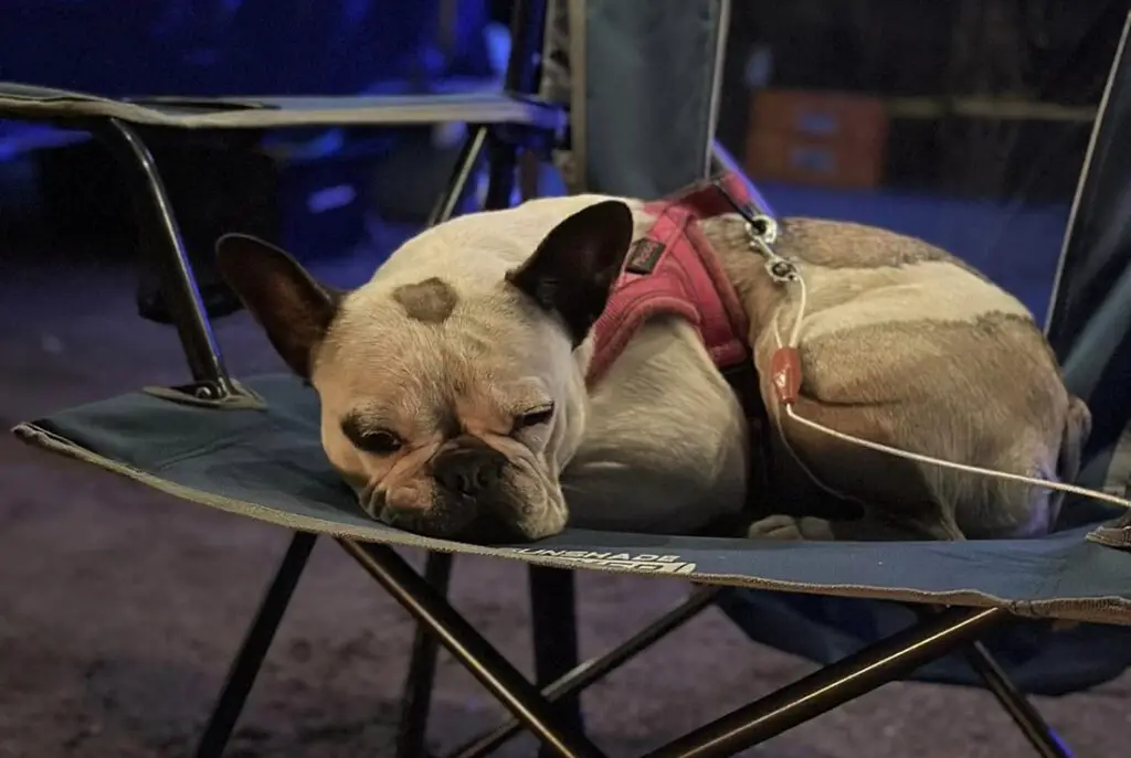 Why French Bulldog Won't Eat Tips For Frenchie Picky Eating