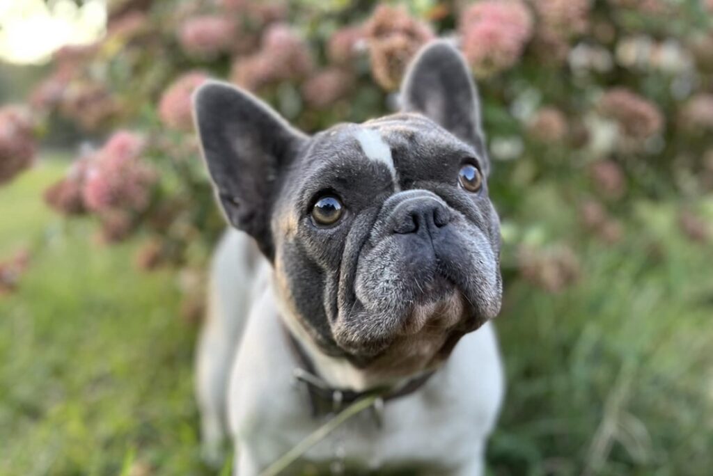 Why French Bulldog Won't Eat Tips For Frenchie Picky Eating