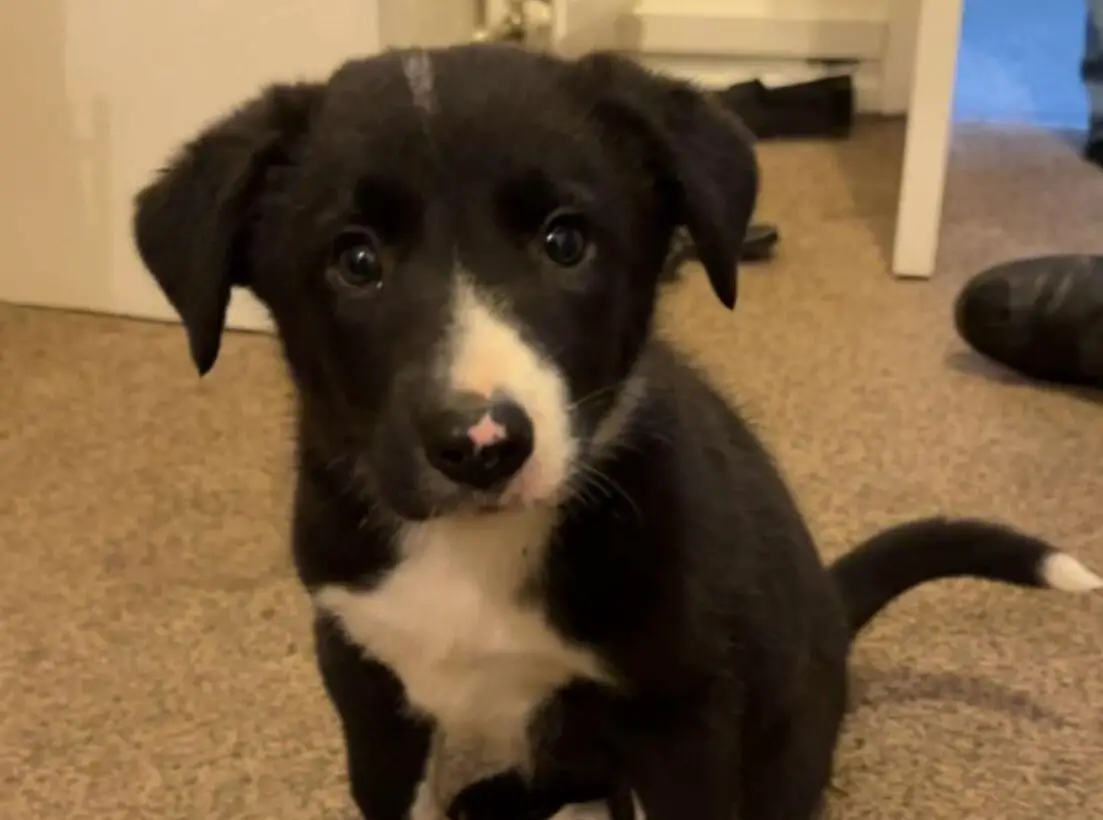 Why Is My Dog Pooping Blood But Acting Fine?