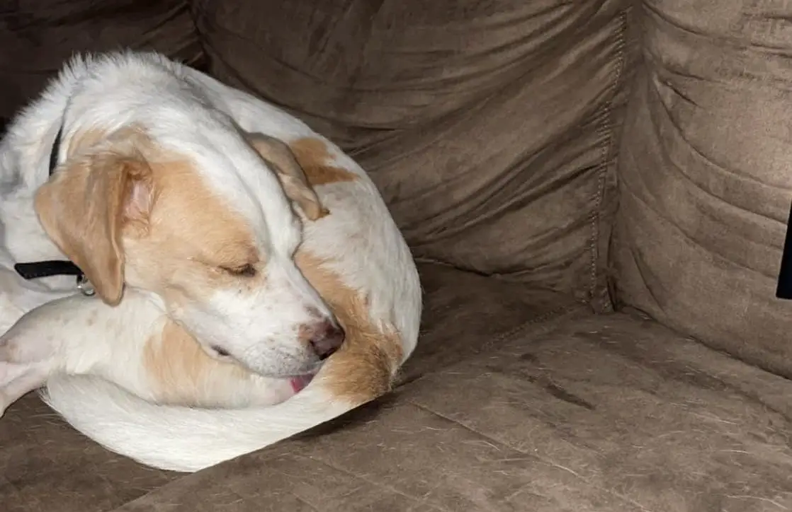 Why Is My Dog So Itchy But Has No Fleas?