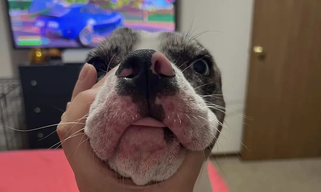 Why Is My Dog So Itchy But Has No Fleas?