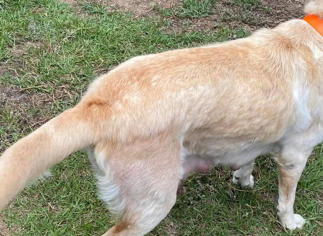Why Is My Dog So Itchy But Has No Fleas?