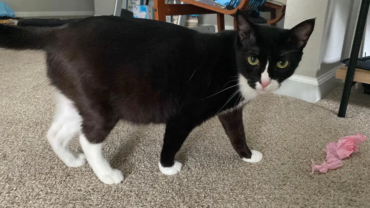 My Cat Won't Eat But Will Drink Water