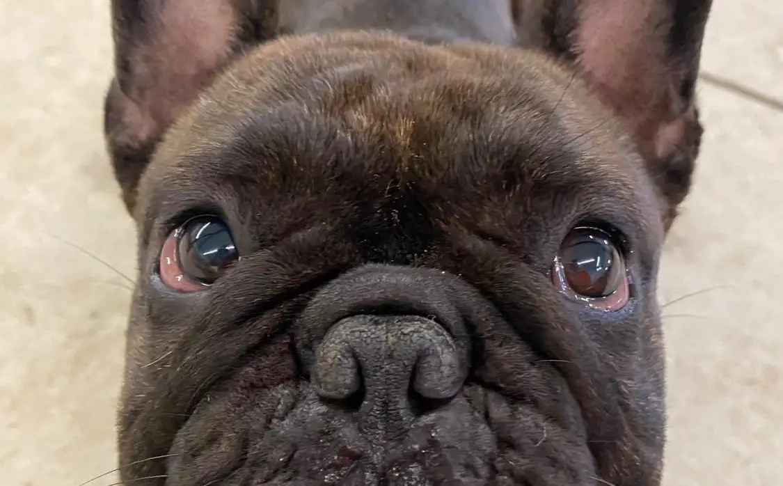 Can French Bulldogs Eat Popcorn?