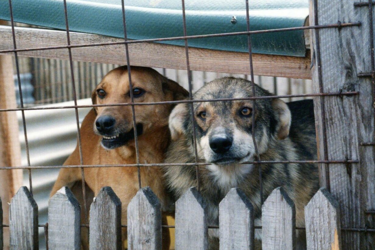 Do Dogs Understand They’re Being Adopted?