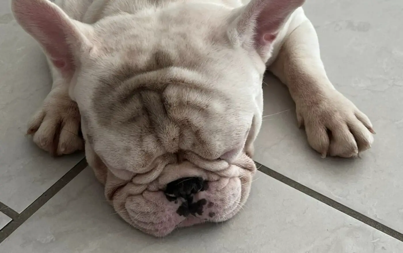 Do French Bulldogs Have Breathing Problems