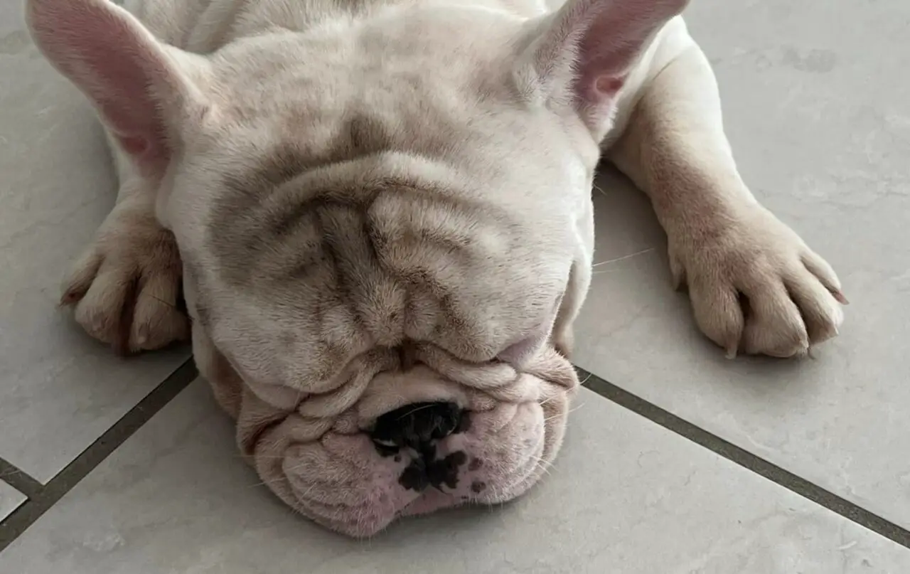 Do French Bulldogs Have Breathing Problems?