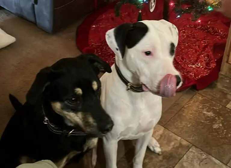 Do Male Dogs Change After Being Neutered?