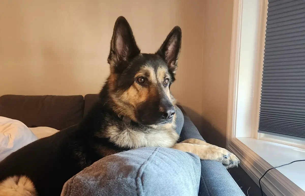 Do Male Dogs Change After Being Neutered?