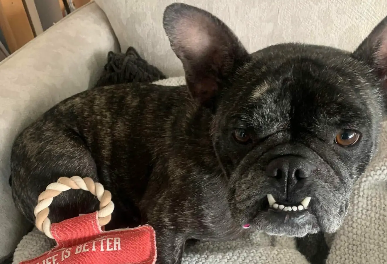 French Bulldog And Pug Mix What To Expect