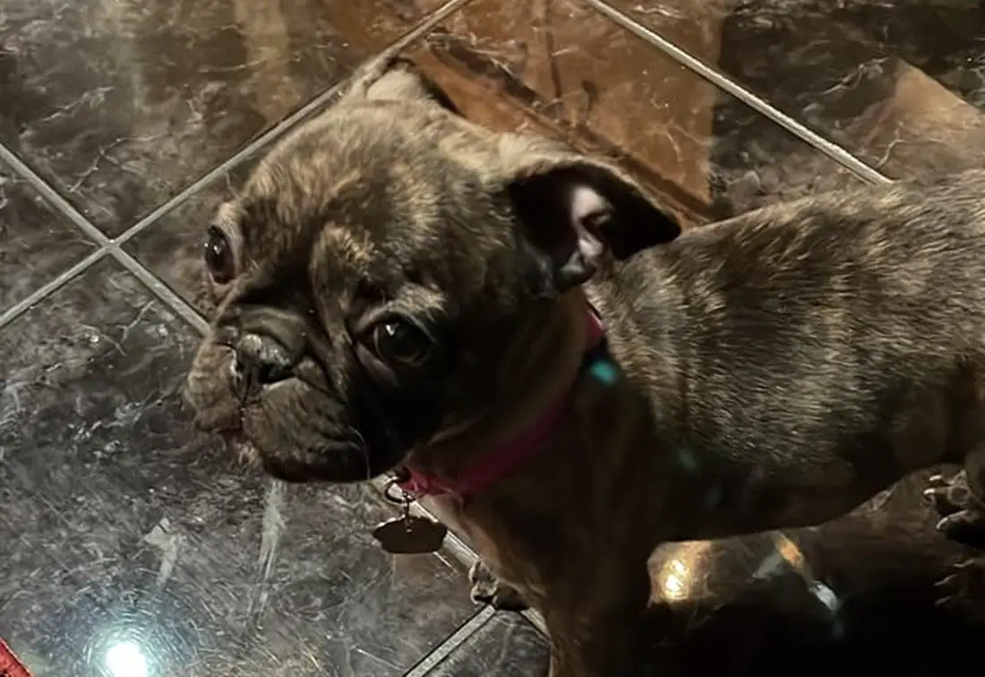 French Bulldog And Pug Mix What To Expect