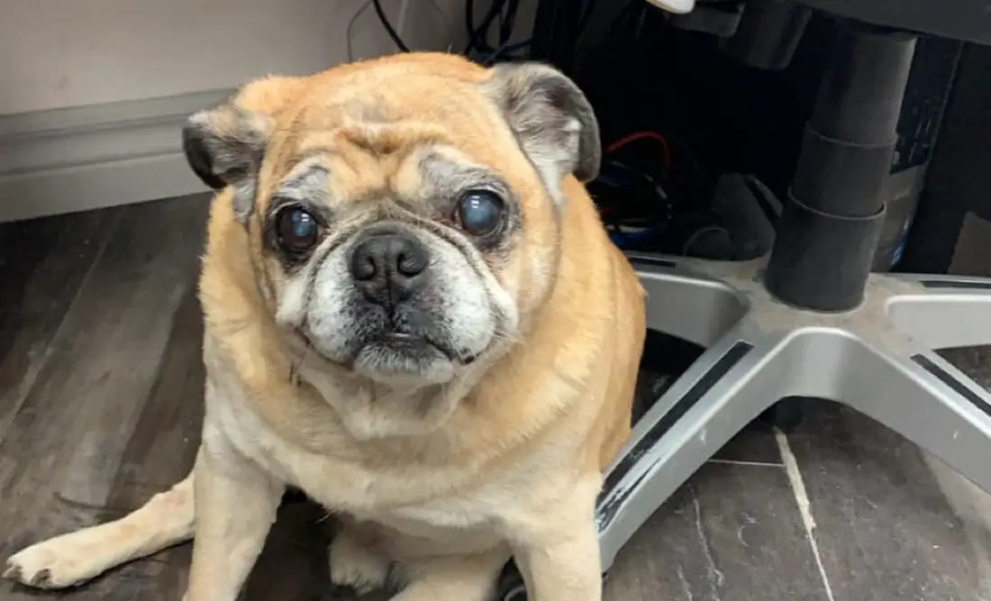 French Bulldog And Pug Mix What To Expect