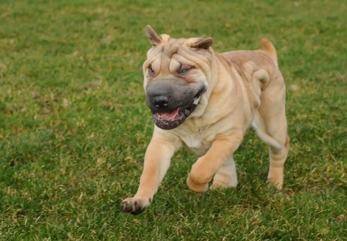 French Bulldog Shar Pei Mix - New Breed Introduction