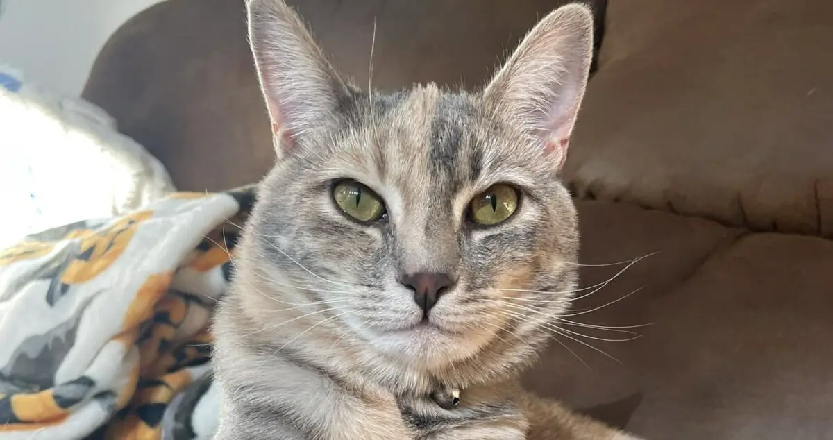 My Cat Won't Eat But Will Drink Water