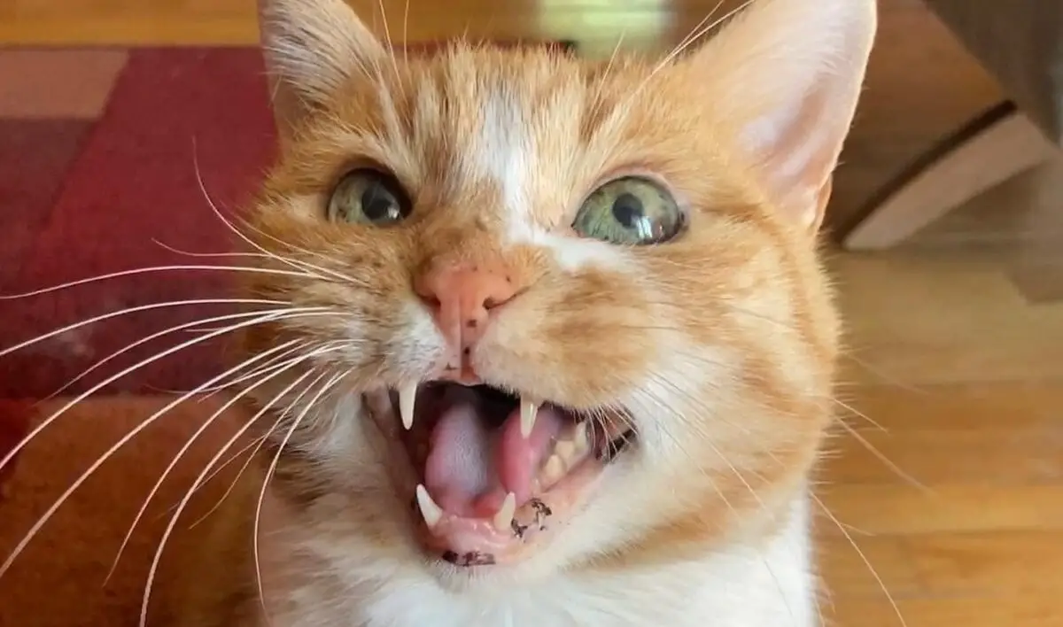 My Cat Won't Eat But Will Drink Water