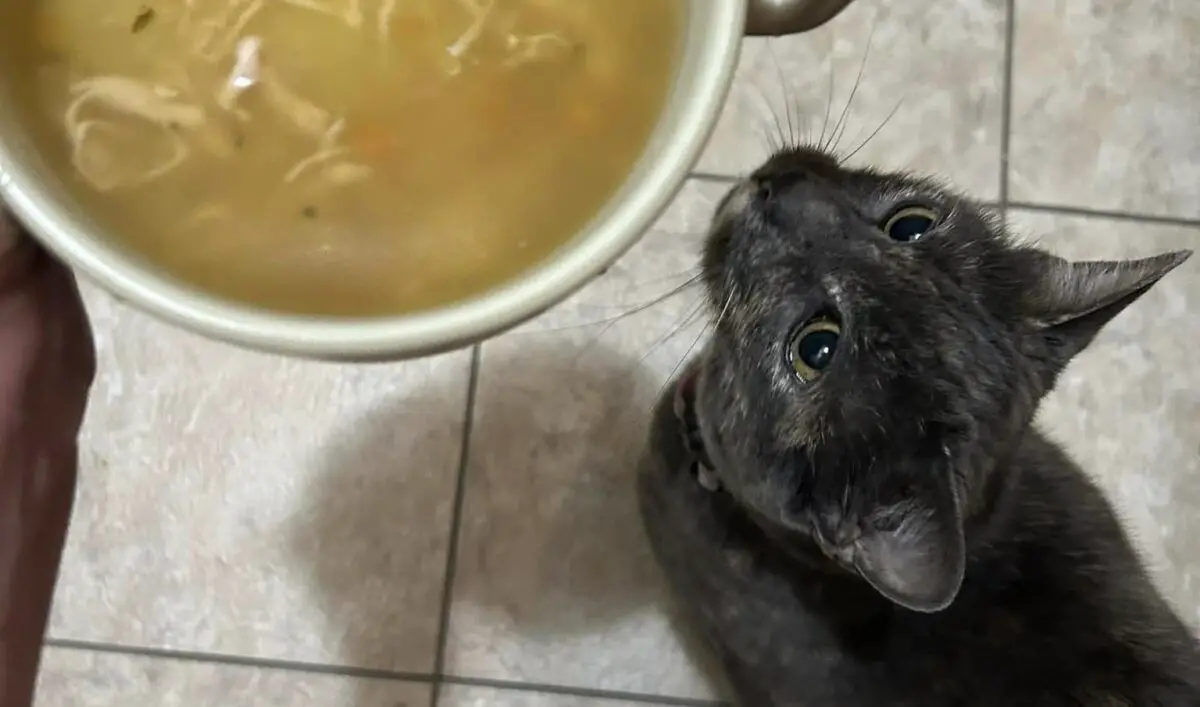 My Cat Won't Eat But Will Drink Water