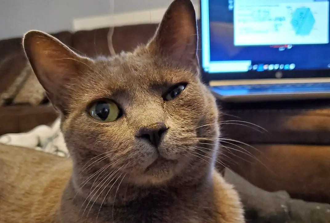 Treating a Cat That Was Stung By an Insect