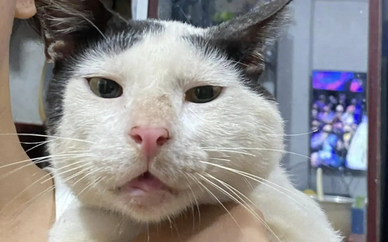 Treating a Cat That Was Stung By an Insect
