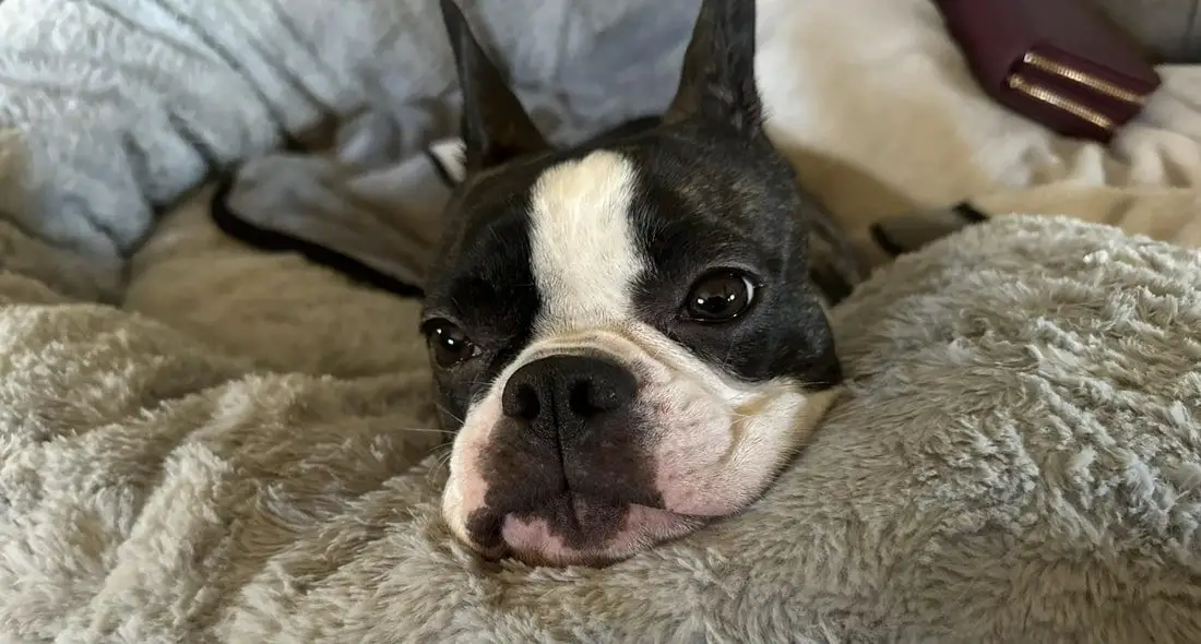 What To Know About French Bulldogs