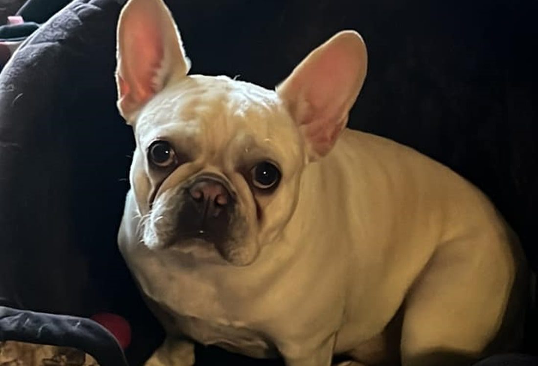 What To Know About French Bulldogs