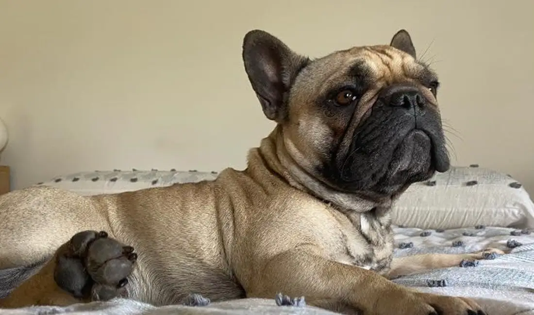 What To Know About French Bulldogs