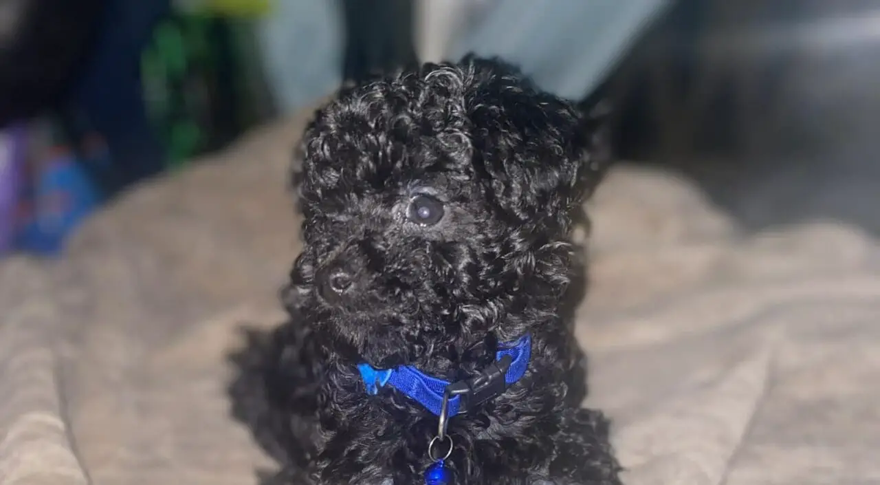 When To Neuter or Spay a Toy Poodle