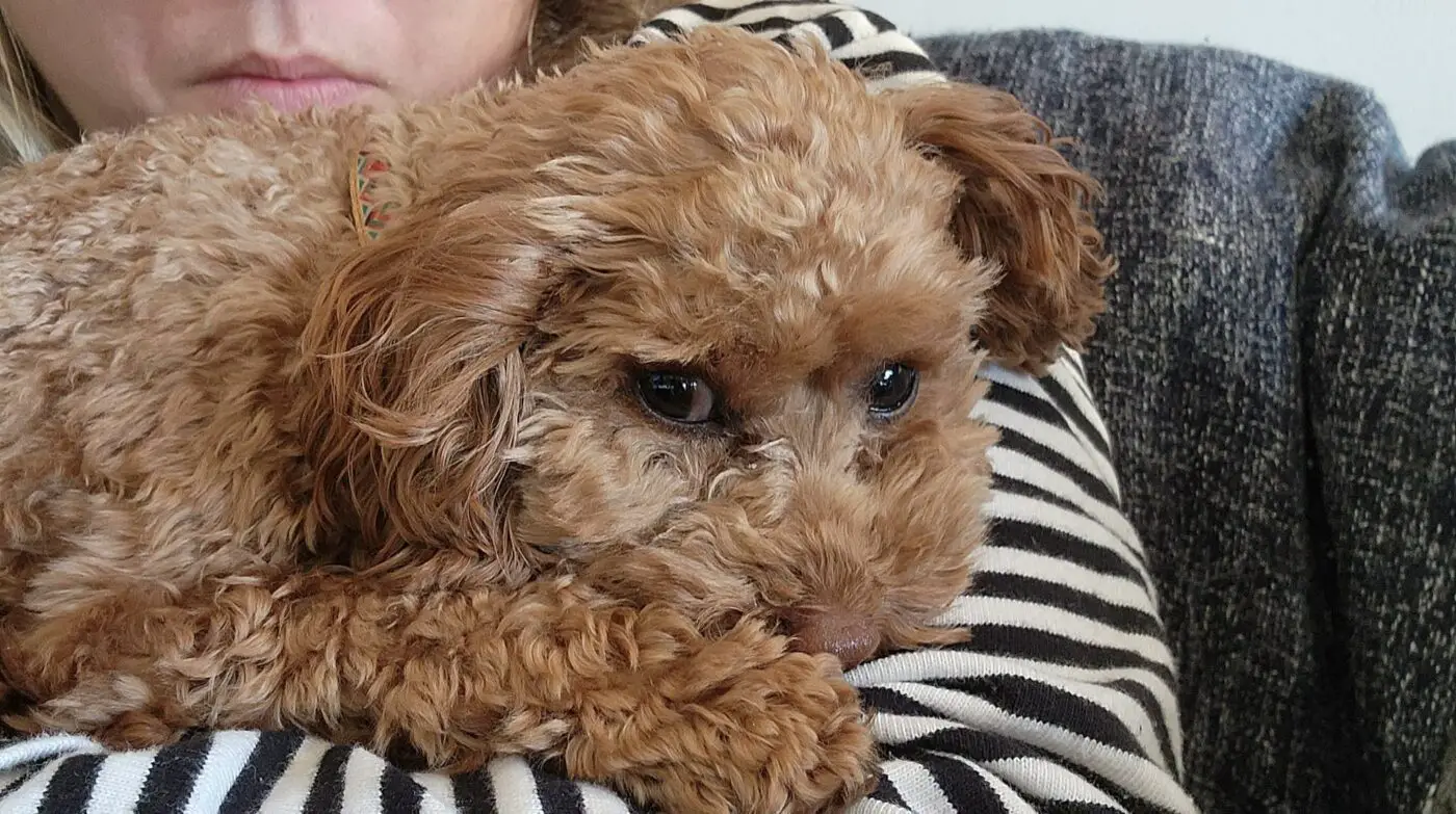 When To Neuter or Spay a Toy Poodle